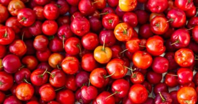 Acerola fruit in supporting our Health